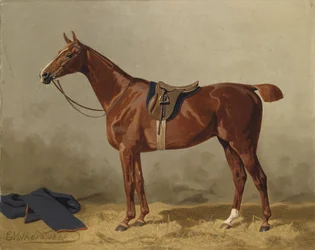 Osiodłany koń sportowy